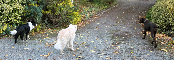  Going for a walk. 