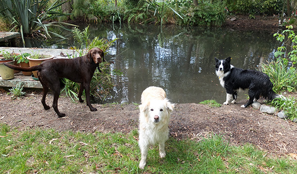  My three piece dog pack by the pond. 
