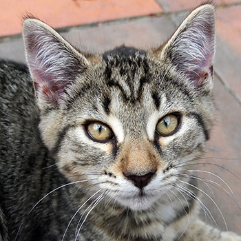  Tiddles is a polydactyl cat. 