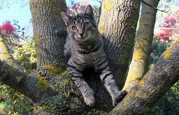  She loves climbing trees. 
