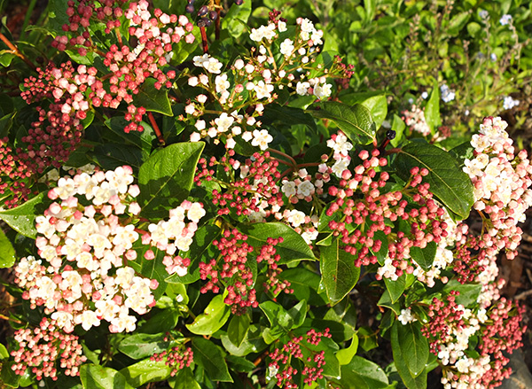  Flowering a bit early - they should be in flower in early winter. 