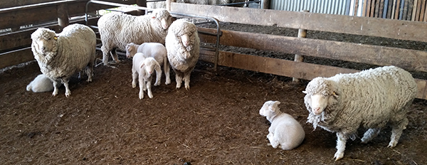  The lambs come to the sheep yards too. 