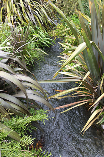  Edged with ferns, grasses and Phormiums. 