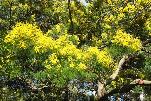  High in the Wattle Woods. 