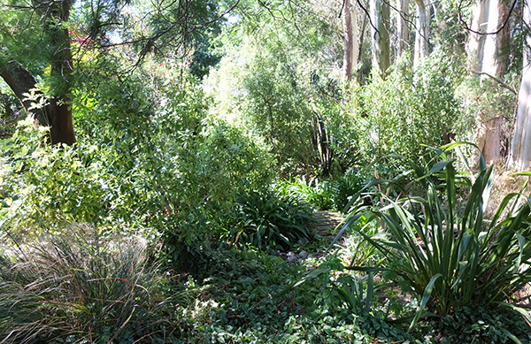  One wattle on the left, plus some tall gum trees on the right. 