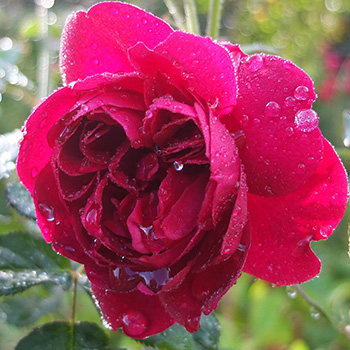  A wonderful rose, late flowering. 