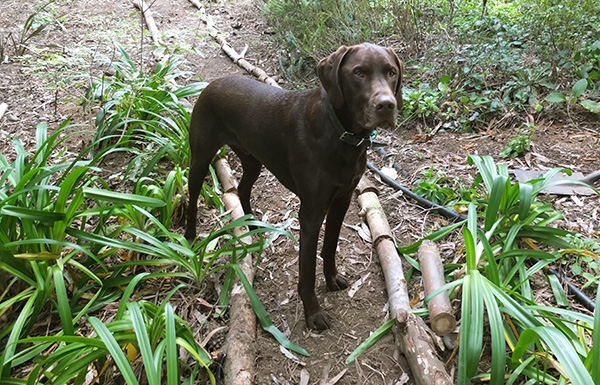  Escher the dog by the Agapanthus. 