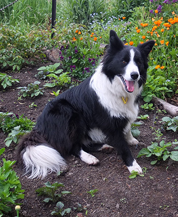  My lovely black and white Border Collie. 