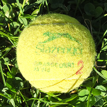  Winnie loves tennis balls. 