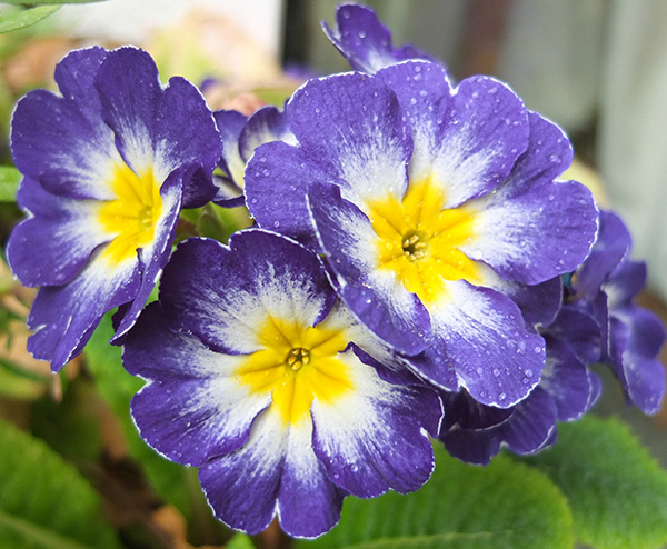  In a patio pot. 