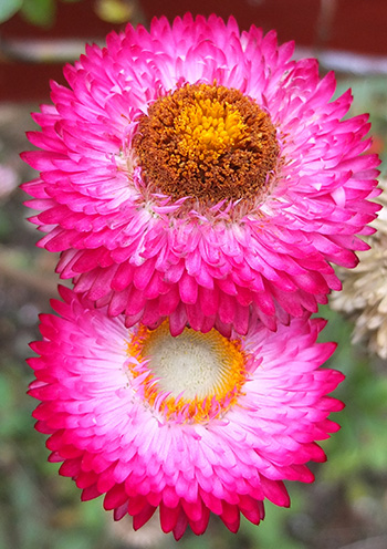  Still producing flowers. 