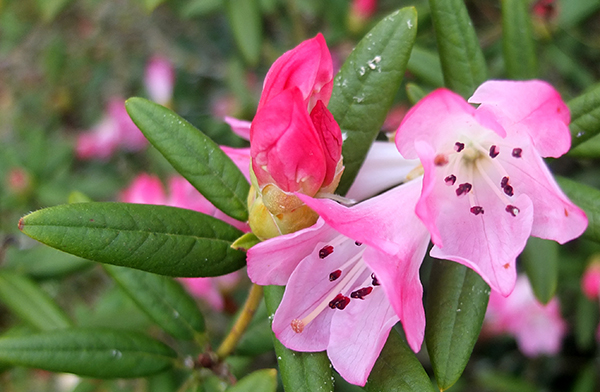  A large shrub which grows in the Island Bed. 