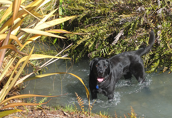 Bear is a big labrador cross. Bear is a big labrador cross.