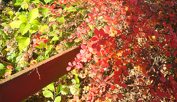  The Berberis turned red in autumn. 