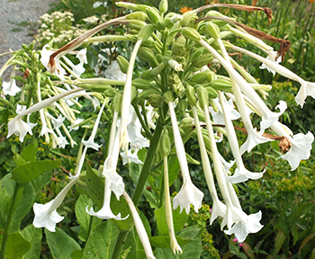 Flowering now. Flowering now.