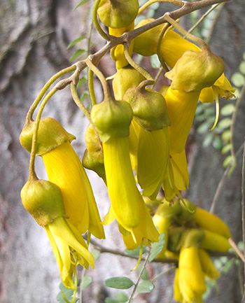  In the Driveway Garden. 