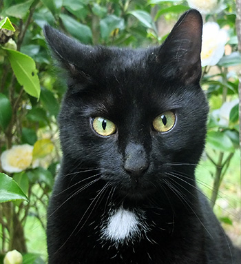  With the cutest little white patch under her chin. 