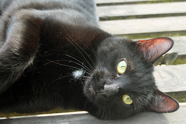  Lolling on the patio table. 