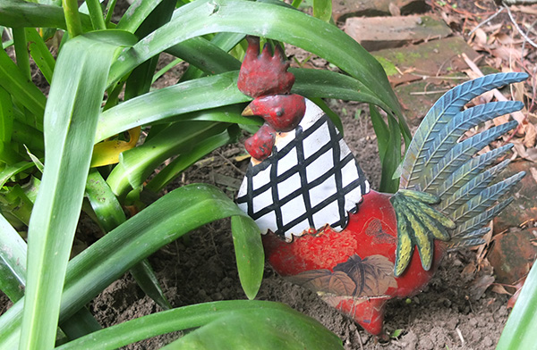  Rooster in Agapanthus 