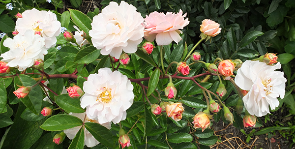  A fairly new rose in the Allotment Garden. 