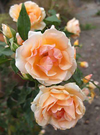  In the Allotment Garden. 