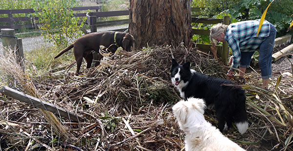  Sorting out the flax leaves for the dump. 