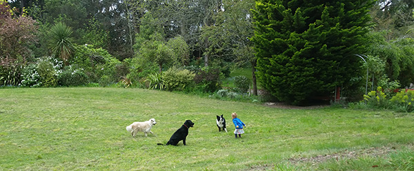  Small visitor with three ball-obsessed dogs. 
