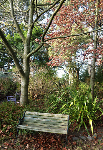 One of the Oak trees is still to drop its leaves. One of the Oak trees is still to drop its leaves.