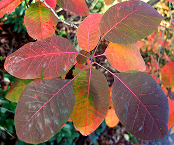  A Cotinus by the driveway. With enhanced saturation, thanks to Photoshop! 