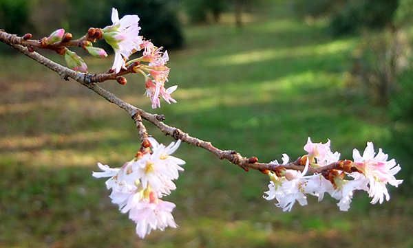  A prunus tree. 