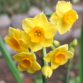  Narcissus? Jonquils? Never sure what to call these. 