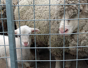  The ewe is off to the shearing sheds. Lamb has to come too. 