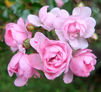  In the patio garden. 