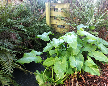  Rooster Bridge has a wee gate in the middle of it. 