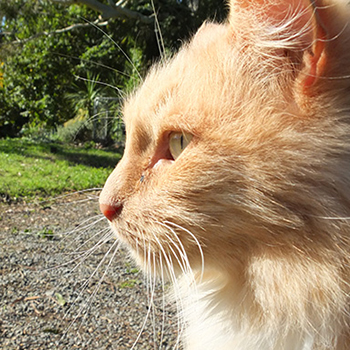  Surveying his garden. 