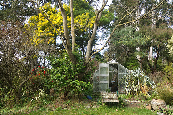  The red rhododendron is Kaponga. 