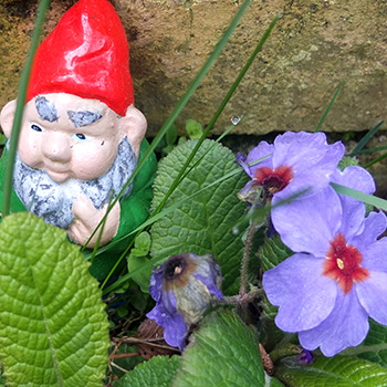  Gnome and flowers. 