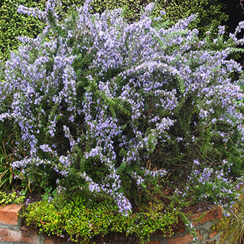  It has been a great year for the Rosemary in the top of the Herb Spiral. 