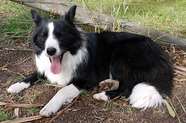  Our wonderful young Border Collie dog. 