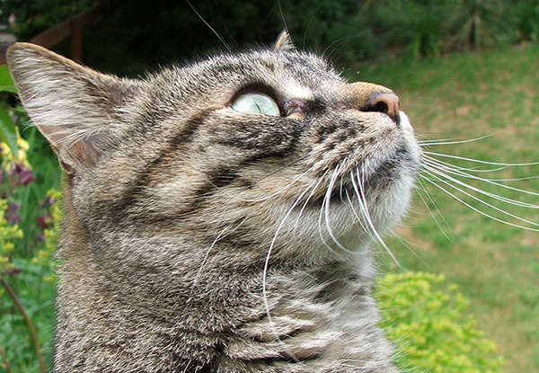  A black and dull-grey tabby. 