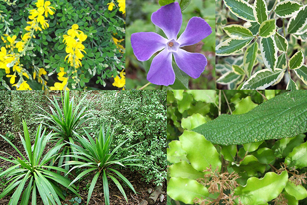  Genistam Periwinkle, Pittosporum, Olearia, Cordylines. 