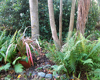  Underneath the Cordyline trunks. 