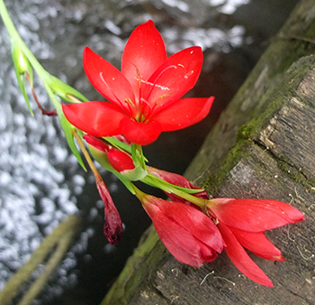  Autumn red flowers. 