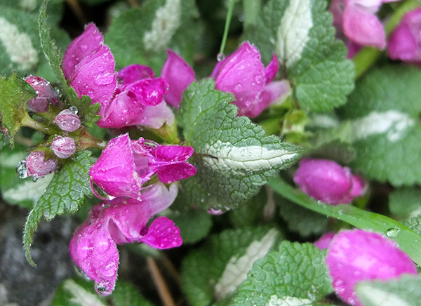  This variety is beautifully behaved. 