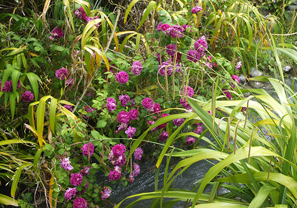 Growing by the little water race stream. Growing by the little water race stream.