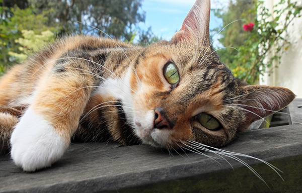  Lolling on the patio table. 