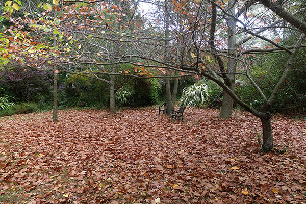  Rake up those leaves! 