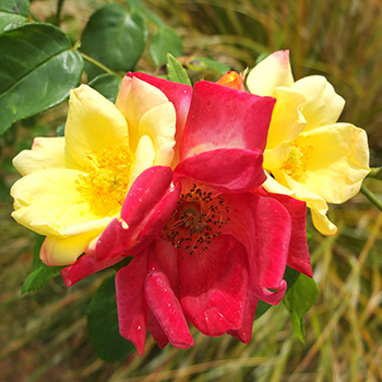  Two colours on one stem. 