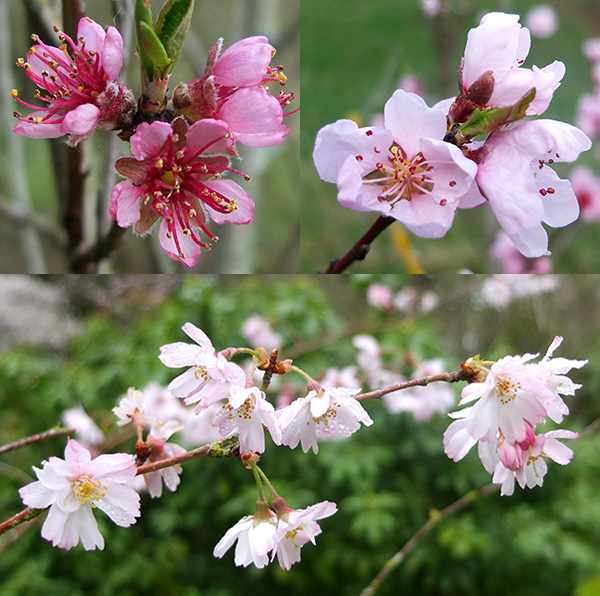  From top left, clockwise - Black Boy peach, Golden Queen peach, Prunus subhirtella. 