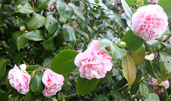  The shrub by the side of the house always flowers early. 